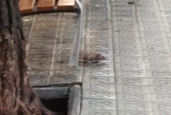 bienvenida1_urban living lab.